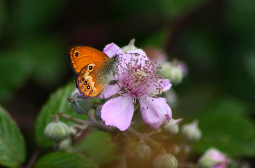 Licenide autoctono elbano: Lycaeides villai